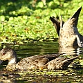 Grey Teals (3) in Freshwater Lakes (another one in Saltwater Lakes)<br />Canon EOS 7D + EF400 F5.6